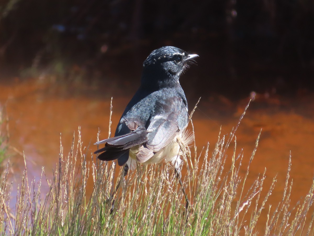 Willie-wagtail - ML565387801