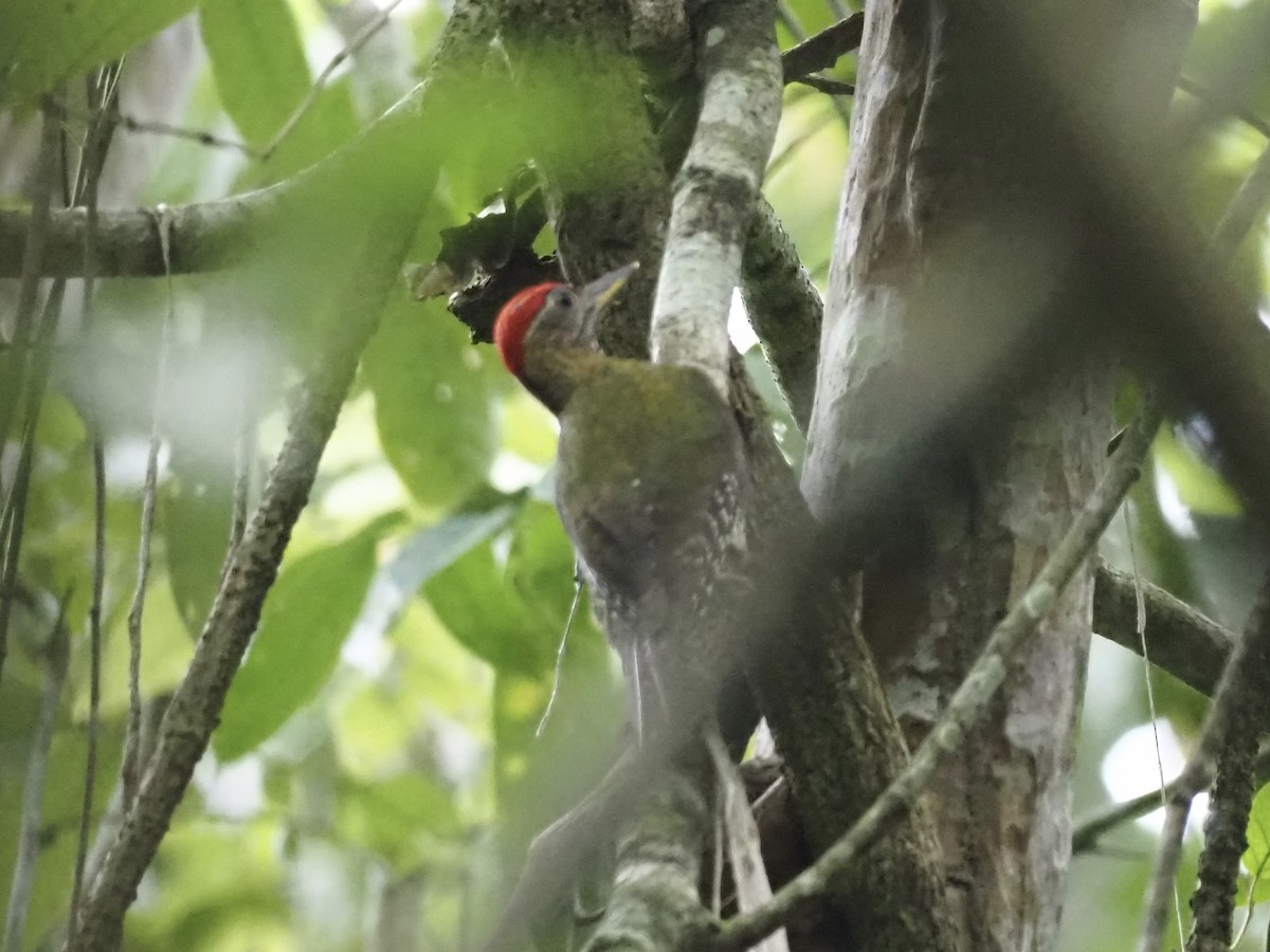 Streak-breasted Woodpecker - ML565389291