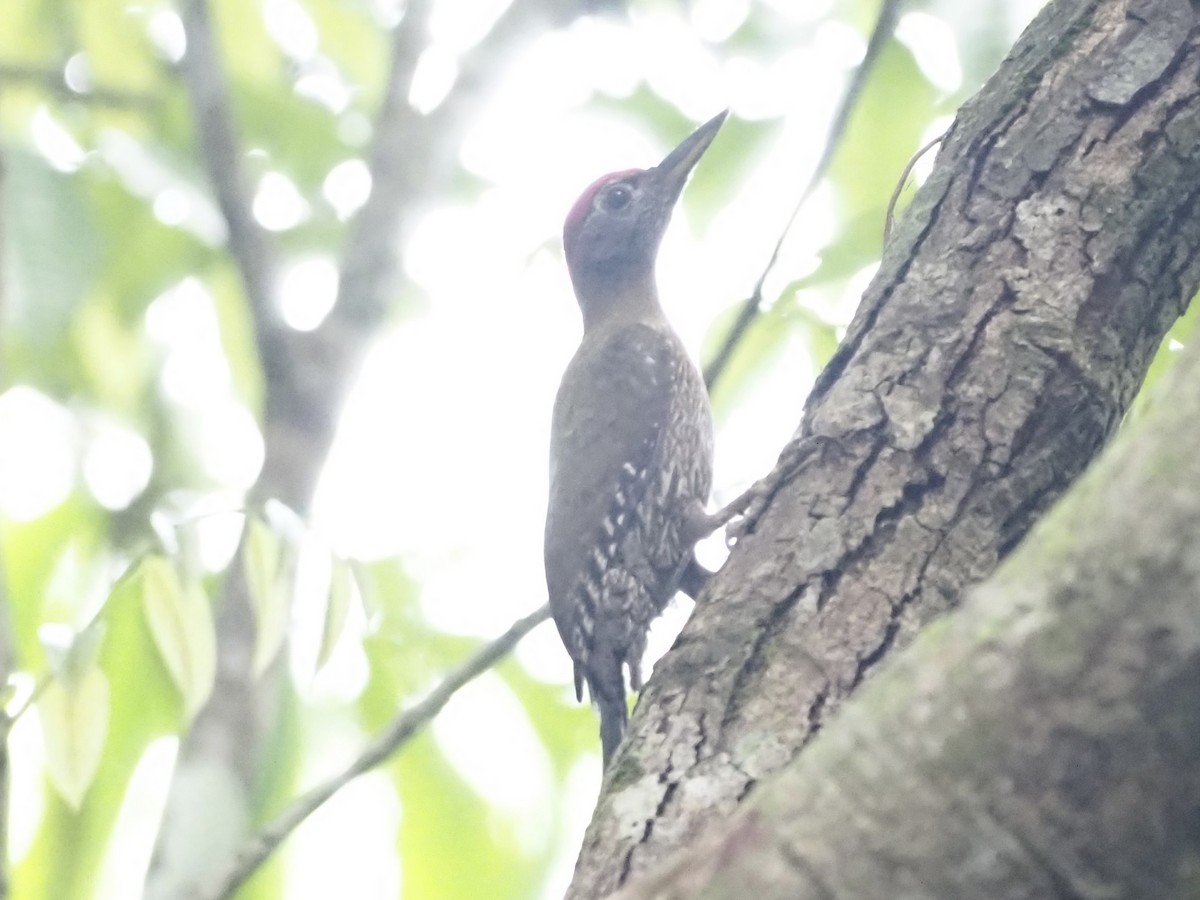 Streak-breasted Woodpecker - ML565389301