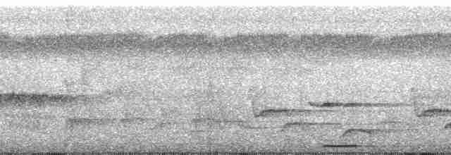holoubek šedomodrý - ML56539