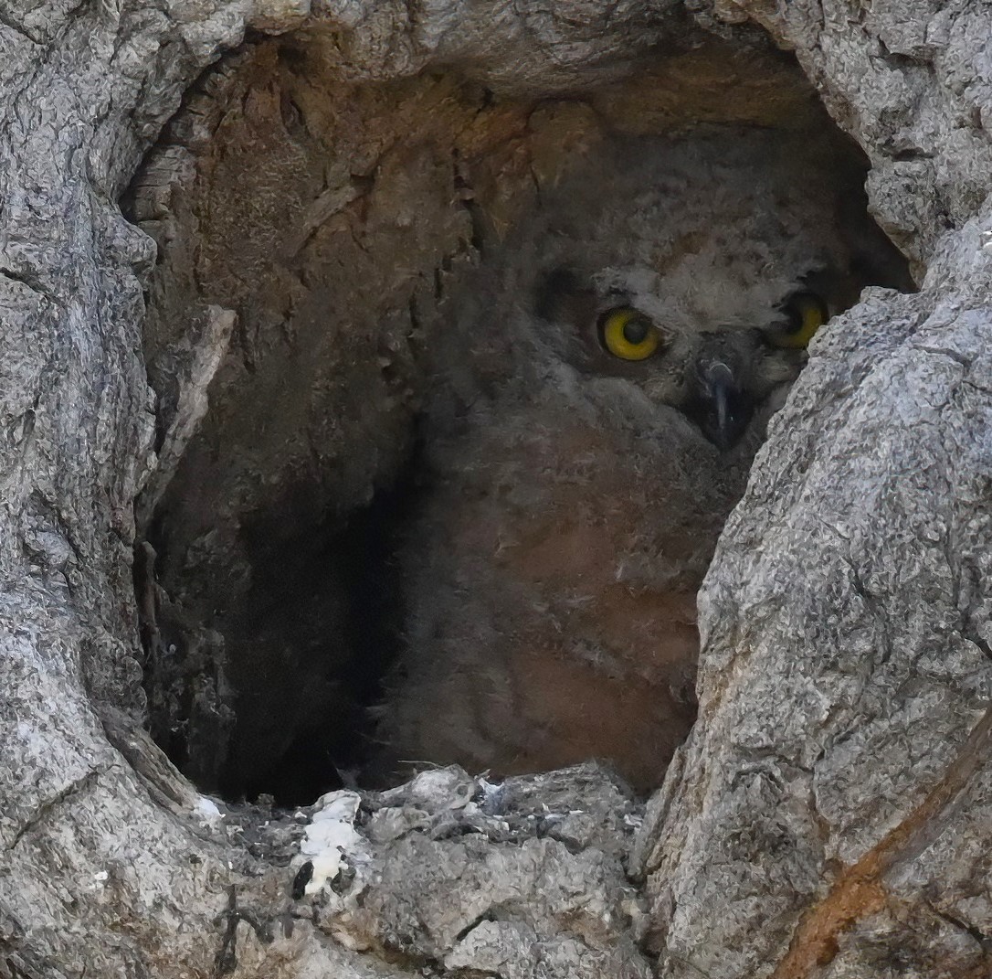Great Horned Owl - ML565391761