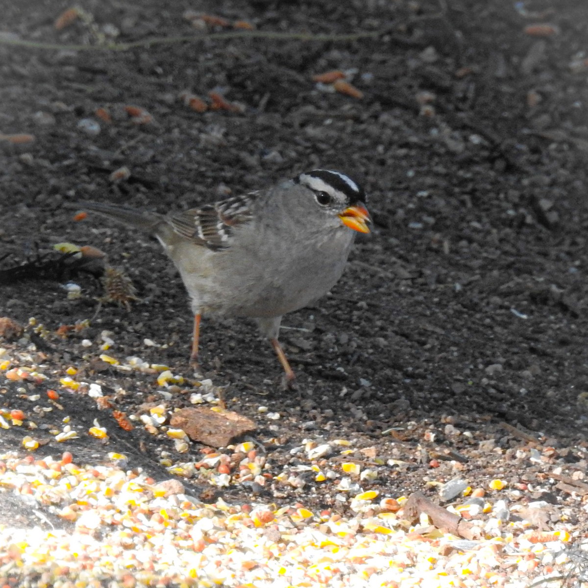 White-crowned Sparrow - ML565392151