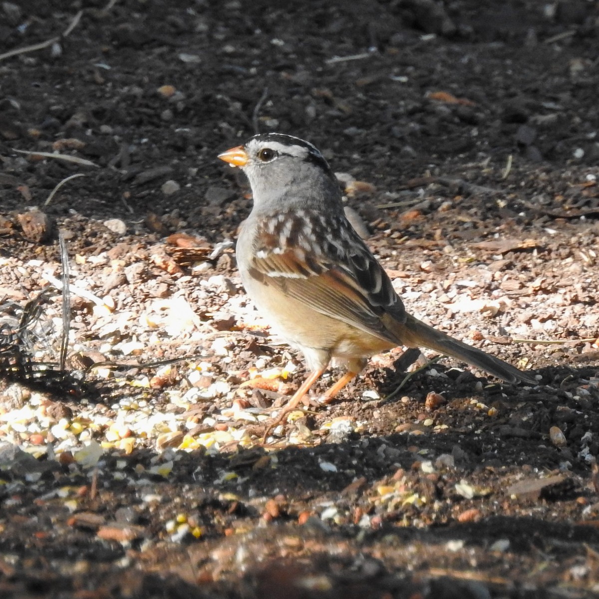 White-crowned Sparrow - ML565392161
