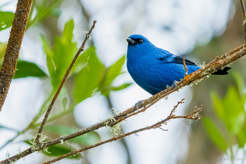 Blue-and-black Tanager - ML565393201