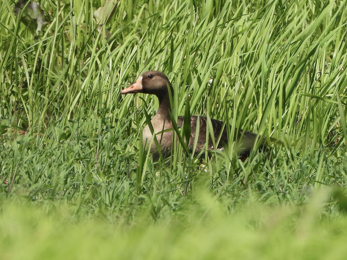 Greater White-fronted Goose - ML565394231
