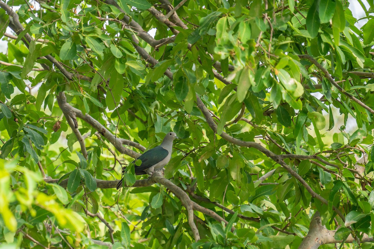 Green Imperial-Pigeon - ML565394571