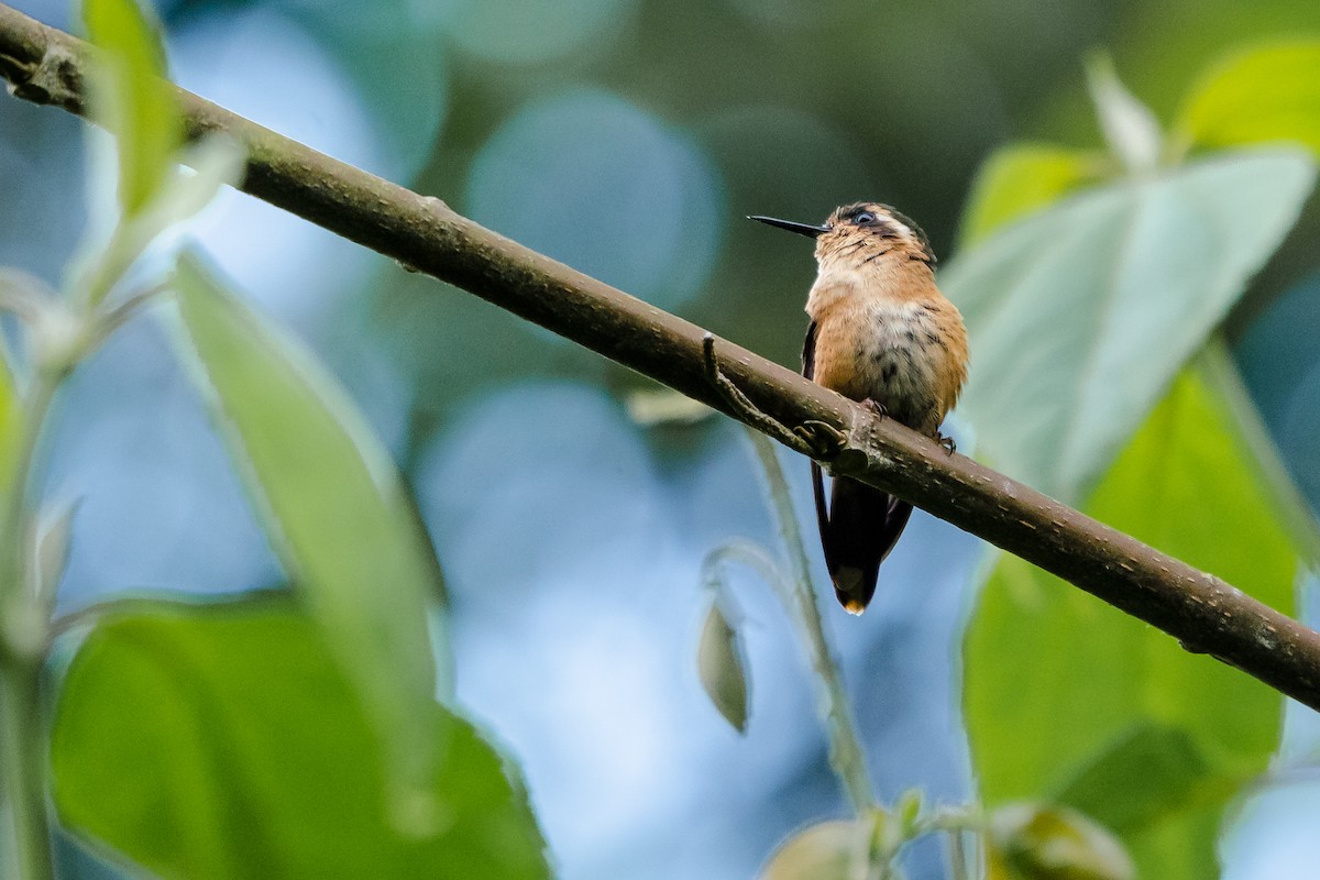 Speckled Hummingbird - ML565395151