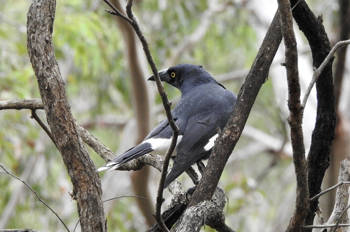 Pied Currawong - ML565395331