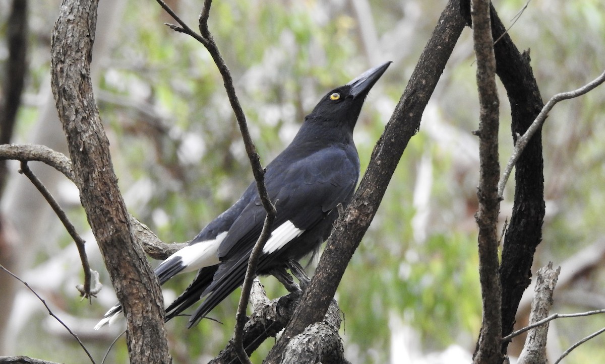 Pied Currawong - ML565395351