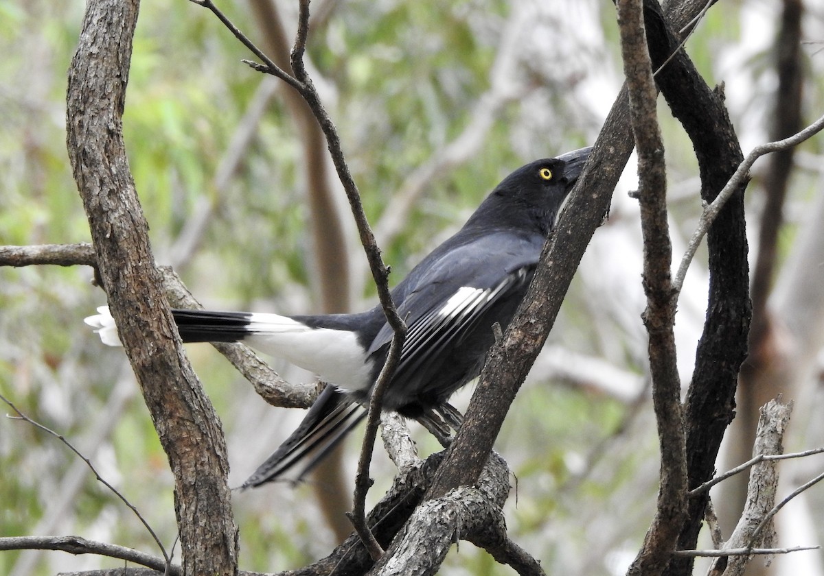 Pied Currawong - ML565395361