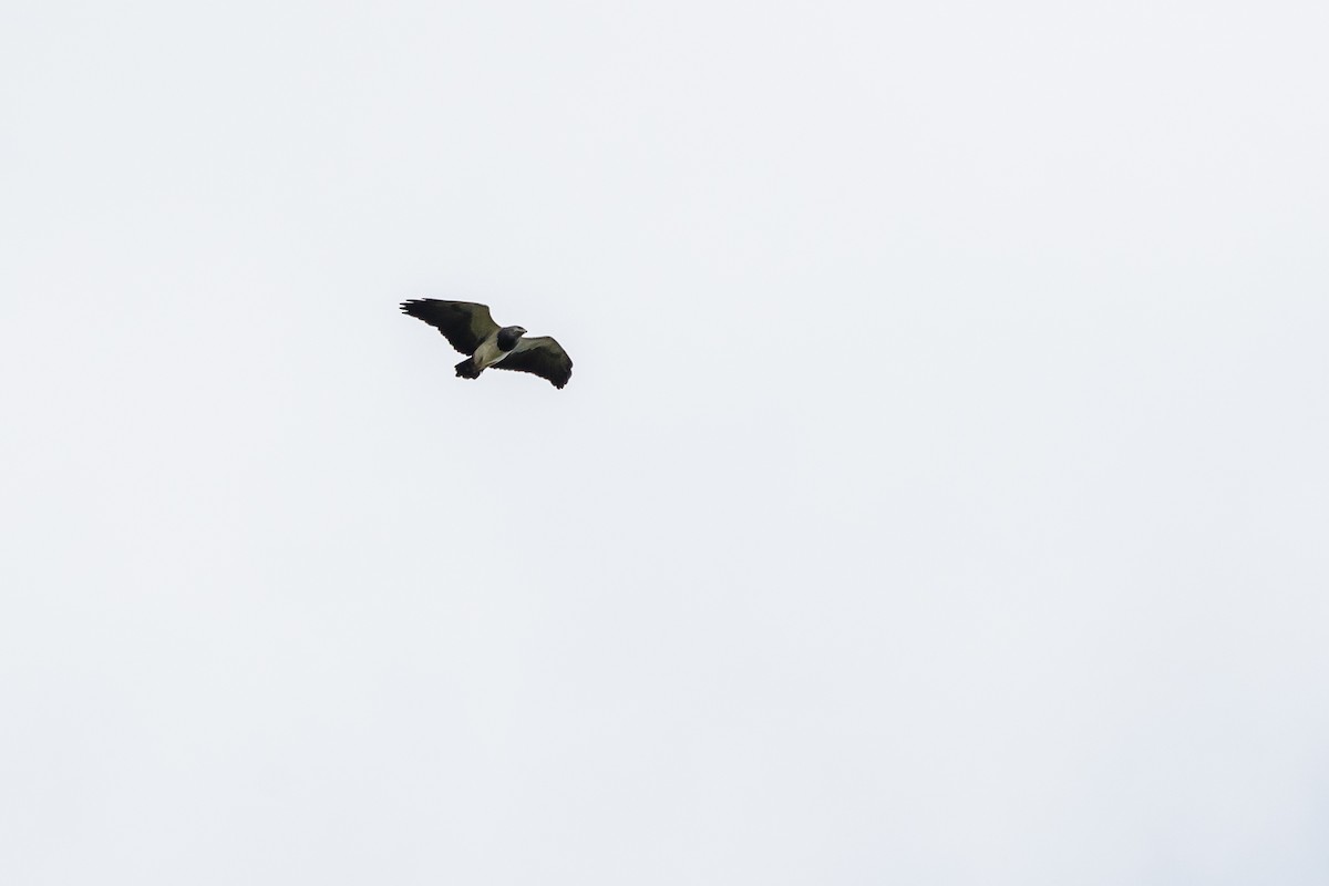 Black-chested Buzzard-Eagle - ML565395731