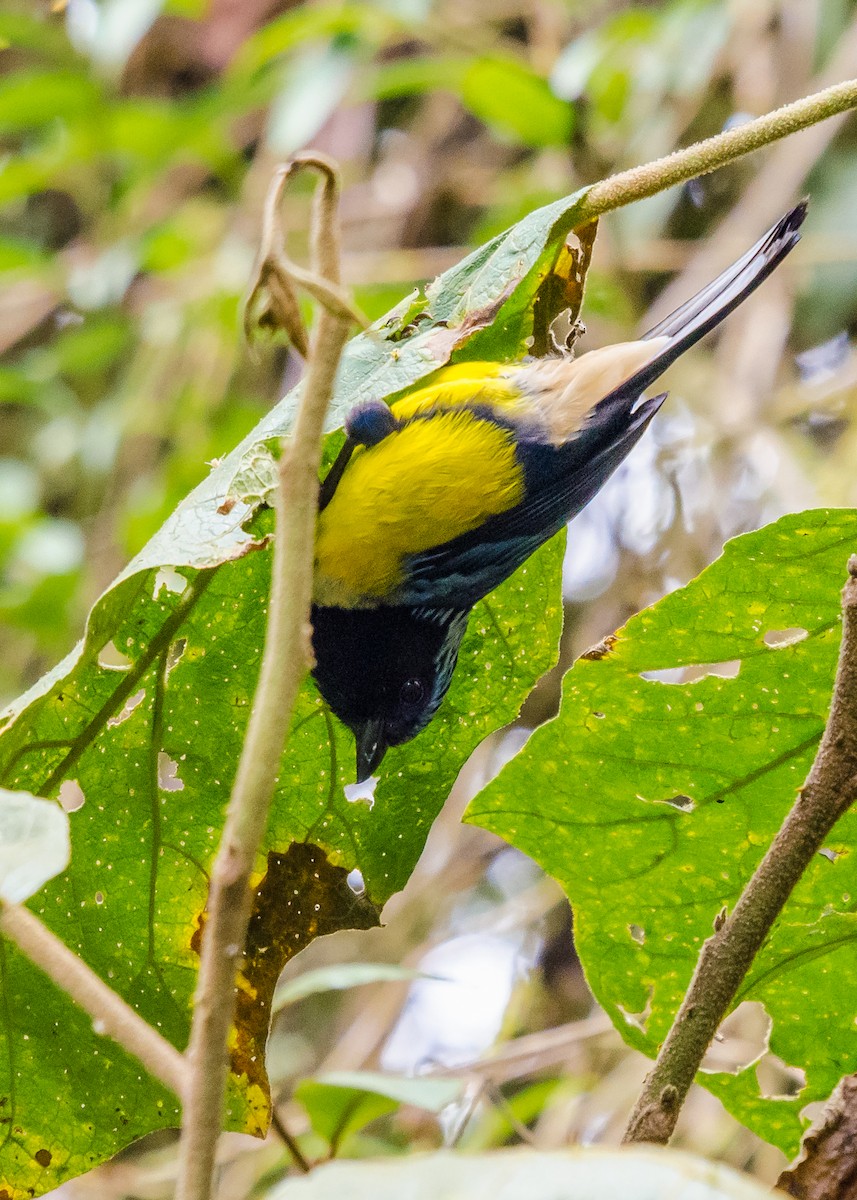 Buff-breasted Mountain Tanager - ML565396081