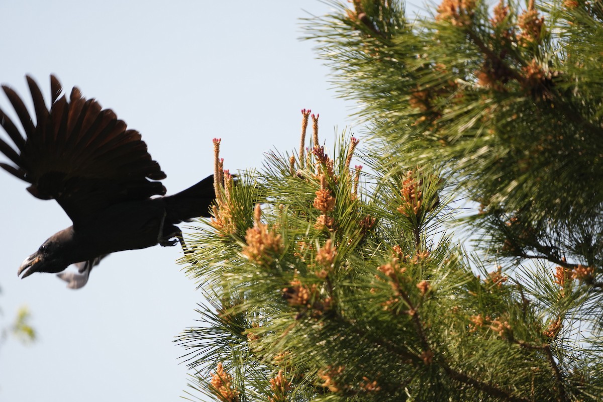 Large-billed Crow (Large-billed) - ML565396851