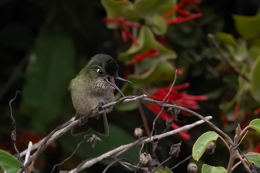 Green-backed Firecrown - ML565398071