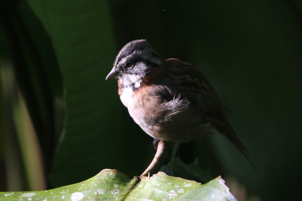 Rufous-collared Sparrow - ML565398281