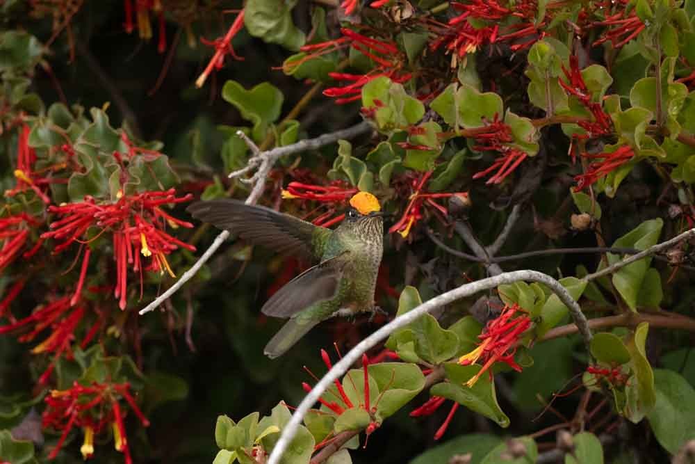 Green-backed Firecrown - ML565398861