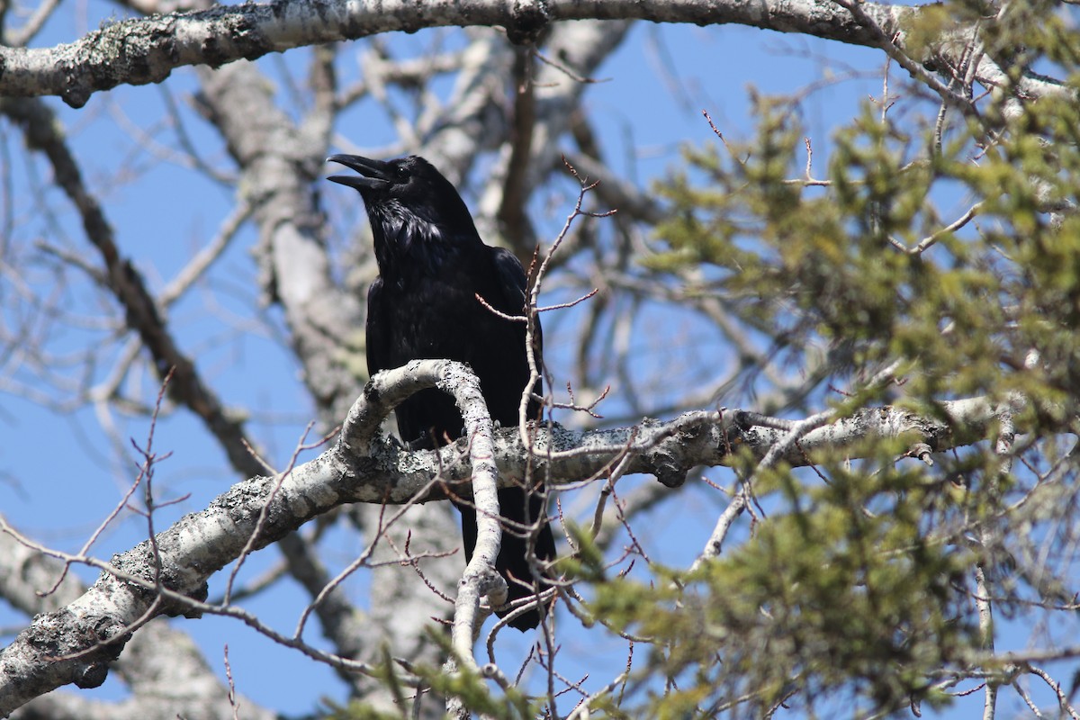 Common Raven - Real Gauthier