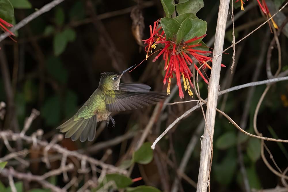 Green-backed Firecrown - ML565399421