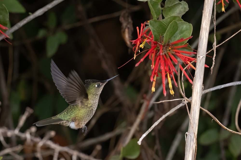 Green-backed Firecrown - ML565399641