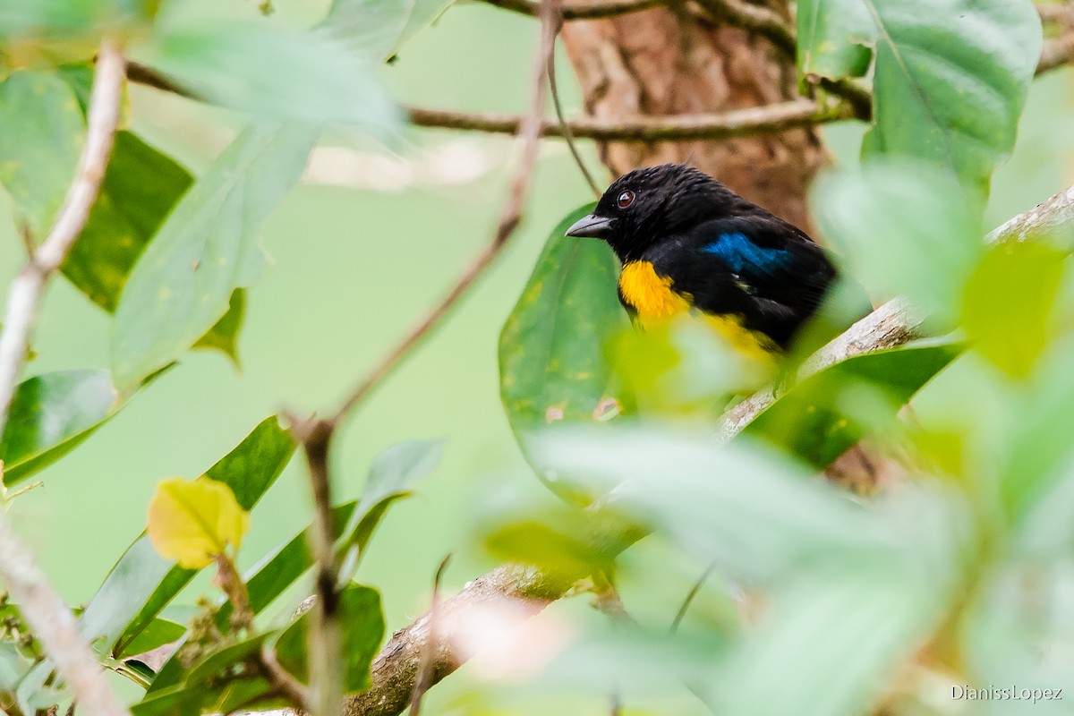 Black-and-gold Tanager - ML565405961
