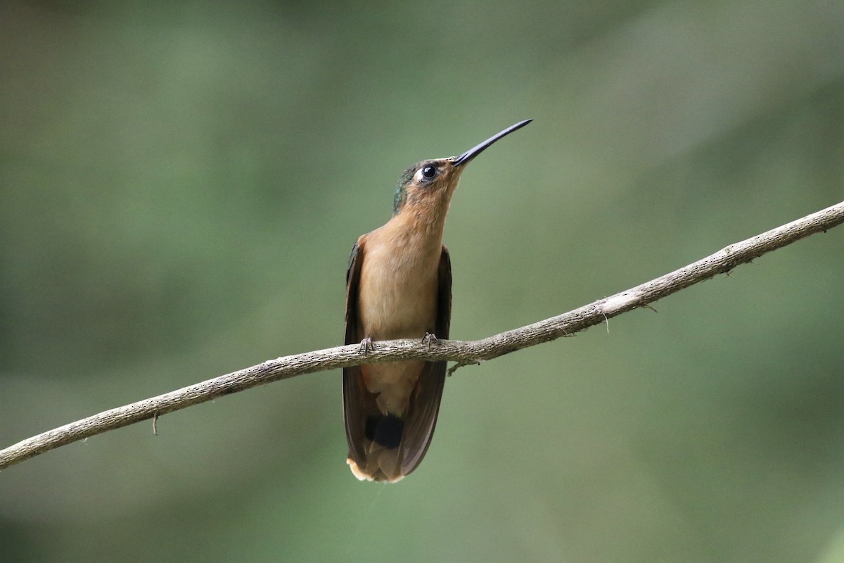kolibřík pestroocasý - ML565408431
