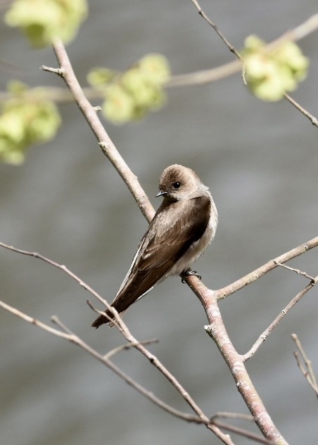 Northern Rough-winged Swallow - Sandra Brown