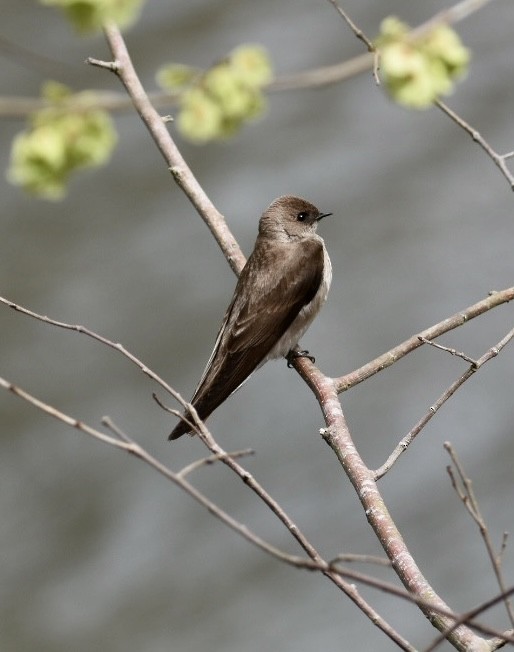 Northern Rough-winged Swallow - ML565412721
