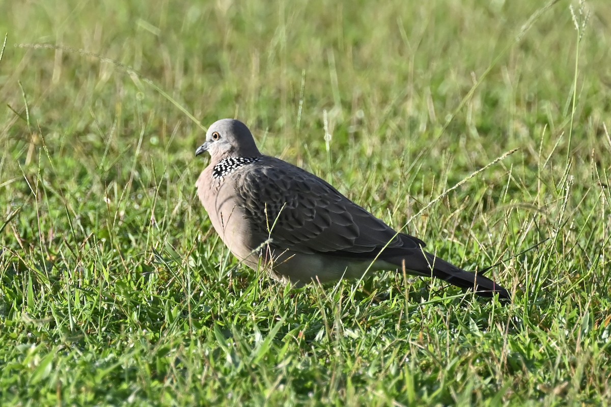 Spotted Dove - ML565413831