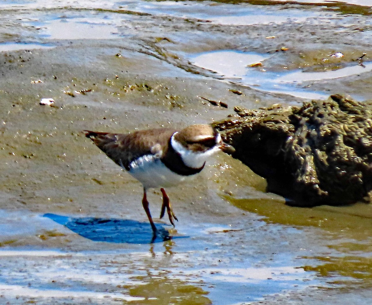 Semipalmated Plover - ML565413851