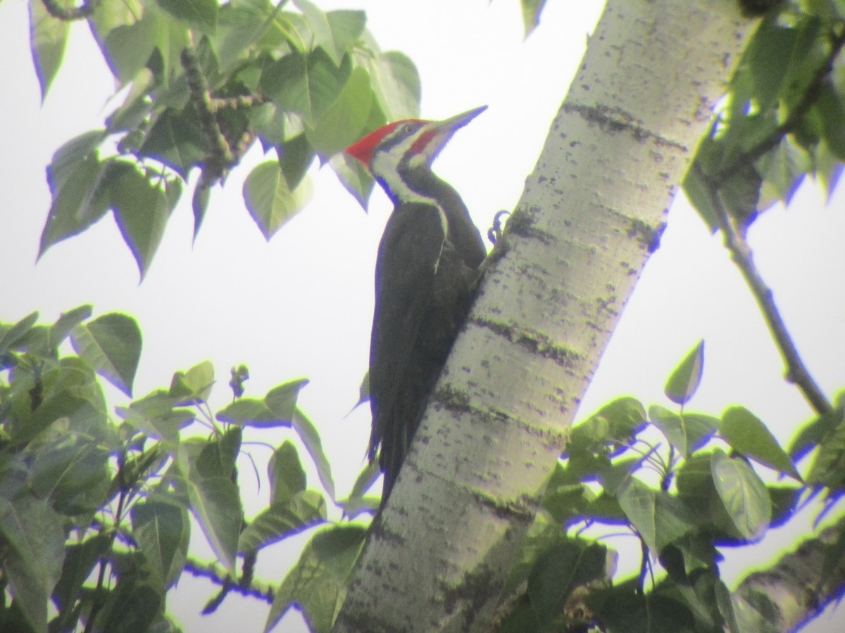 Pileated Woodpecker - Matthew Cozart
