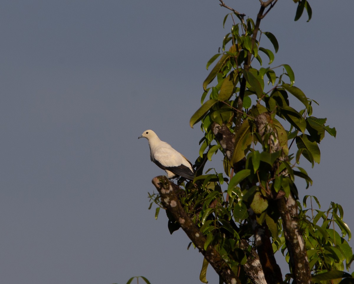 Pied Imperial-Pigeon - ML565417611
