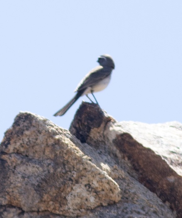 Black-throated Sparrow - ML565419321