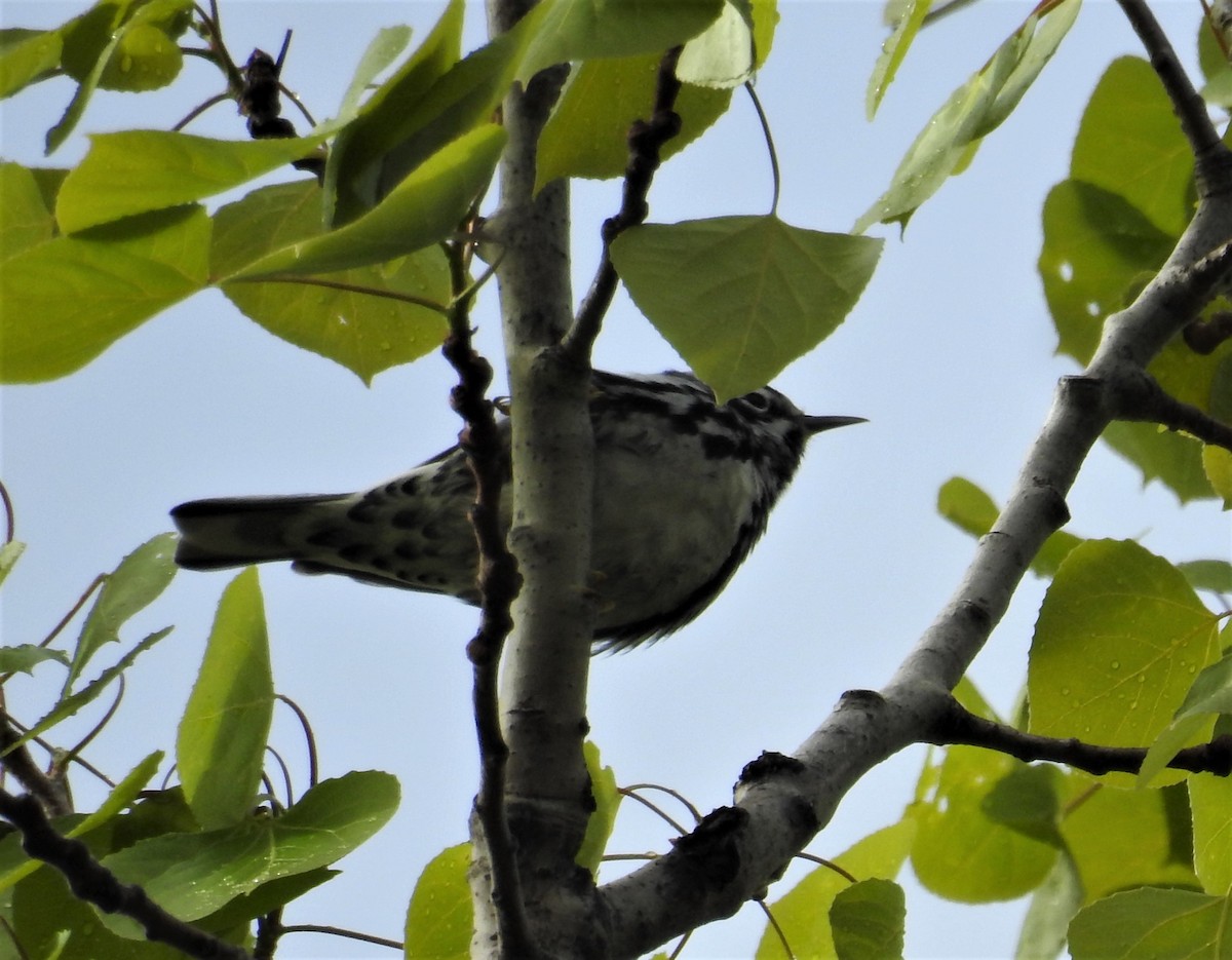 Black-and-white Warbler - JoAnne Russo