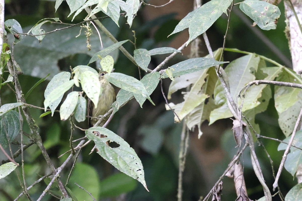 Rufous-tailed Foliage-gleaner - Daniel Branch