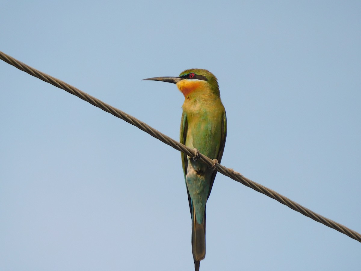 Blue-tailed Bee-eater - ML565423361