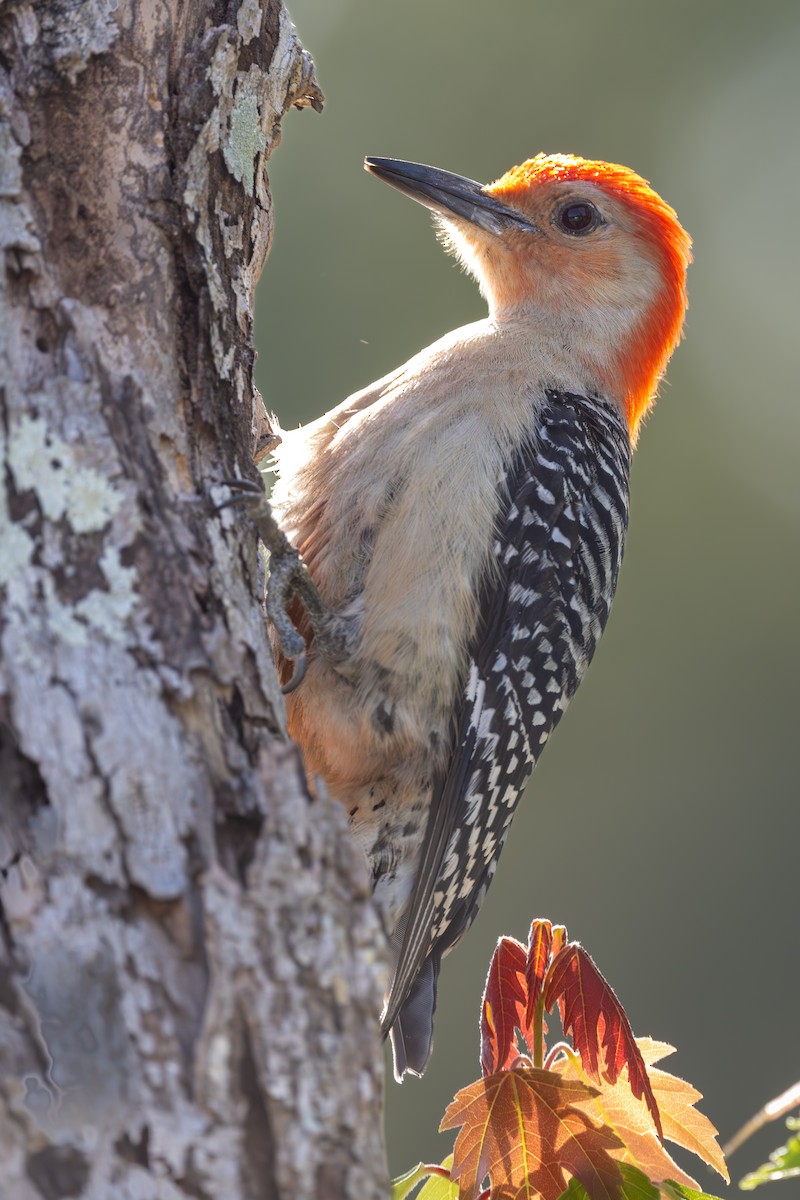 Red-bellied Woodpecker - ML565428301