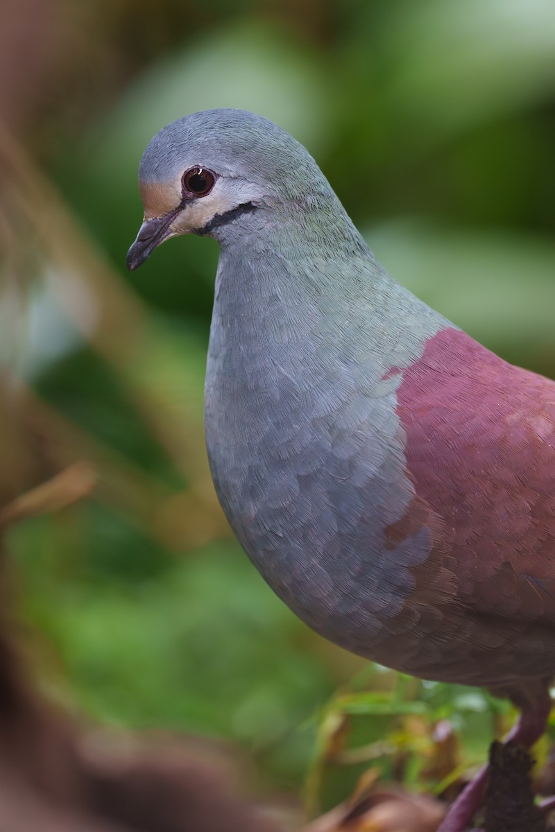 Buff-fronted Quail-Dove - ML565429311