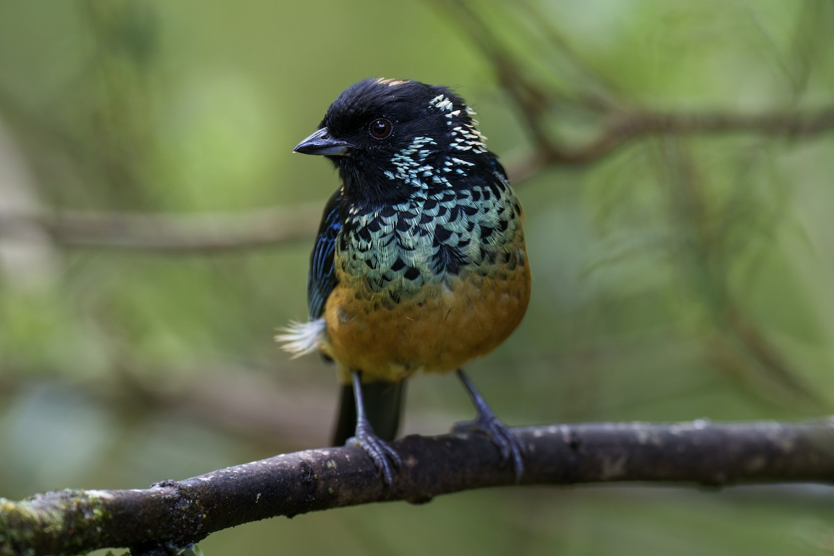 Spangle-cheeked Tanager - ML565429561