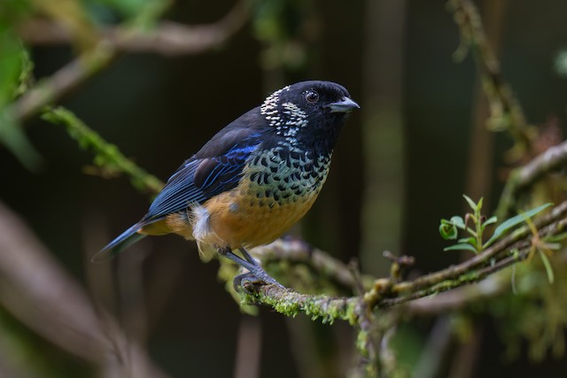 Spangle-cheeked Tanager - eBird