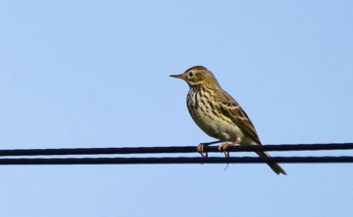 Meadow Pipit - ML565430721