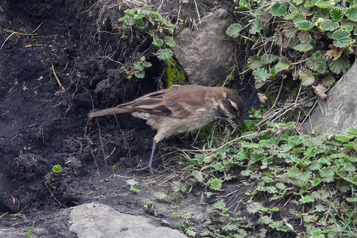 Chestnut-winged Cinclodes - ML565436391