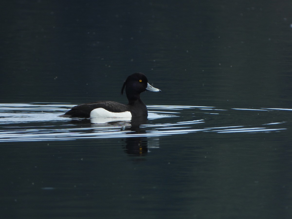 Tufted Duck - ML565436441