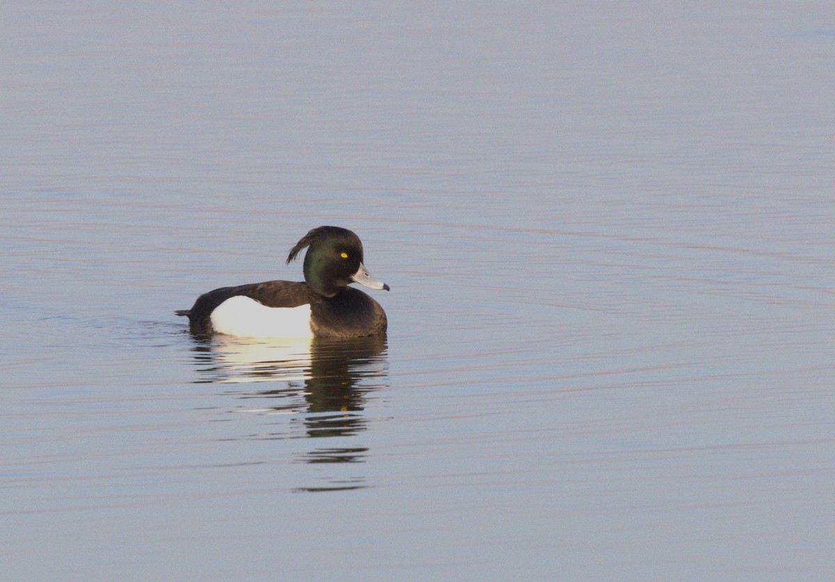 Tufted Duck - ML565439341