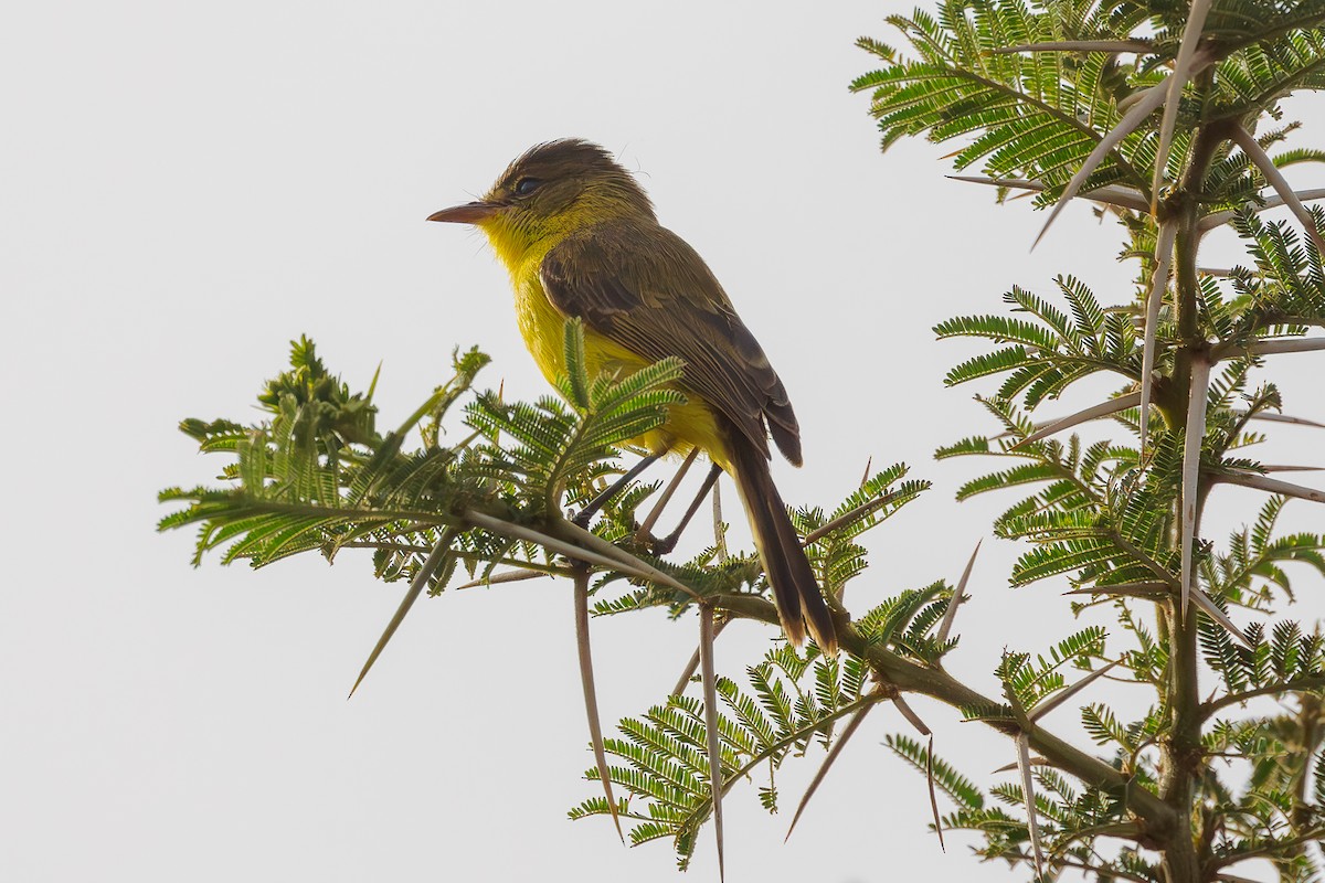 African Yellow-Warbler - Steve Kelling