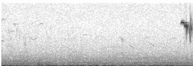 svartblomsterborer - ML565446481