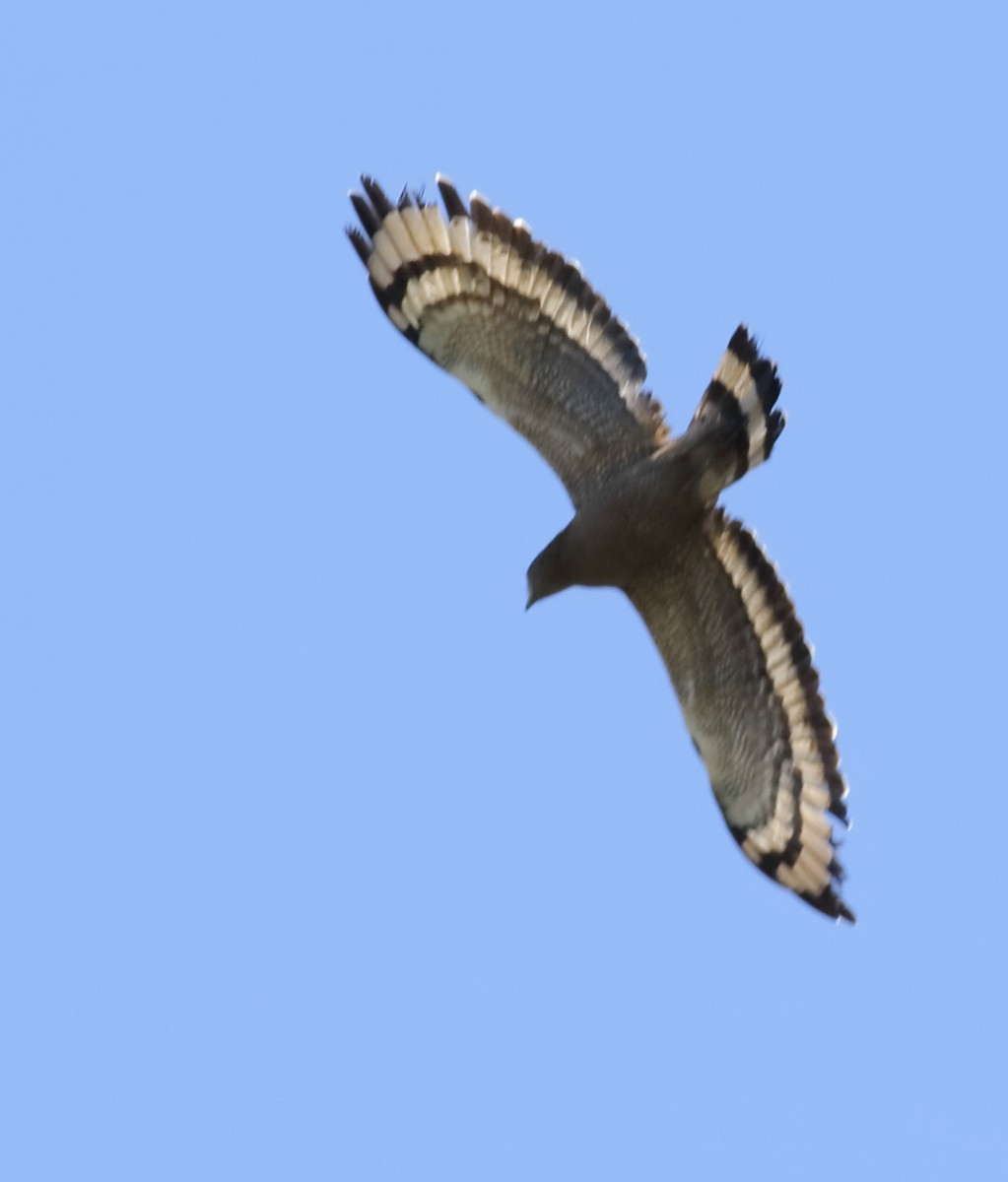 Crested Serpent-Eagle - ML565448581