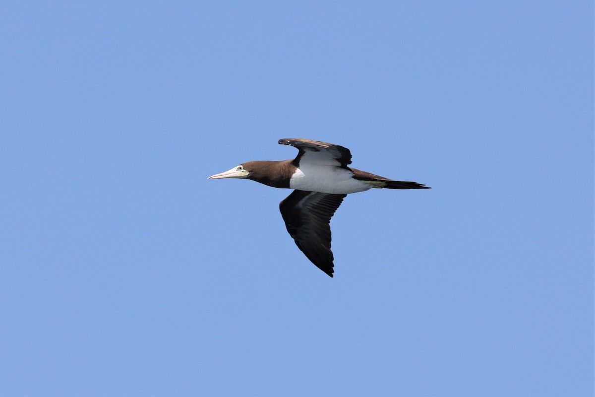 Brown Booby - ML565451921