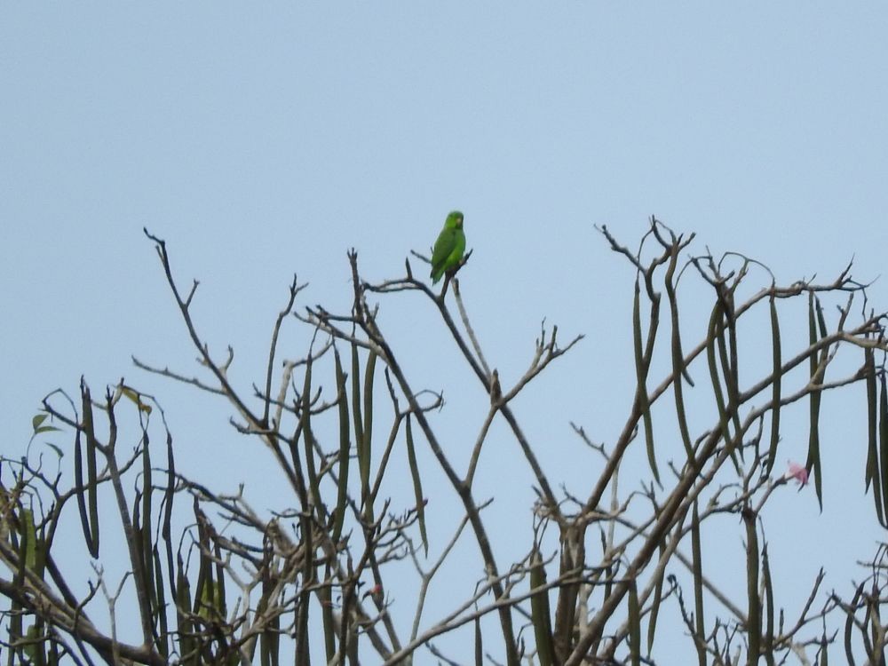 Yeşil Sokumlu Serçe Papağanı - ML565452941