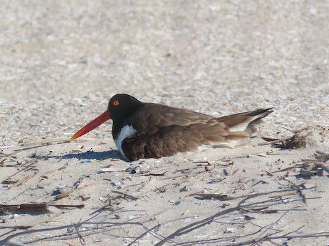 American Oystercatcher - Ruth Bergstrom