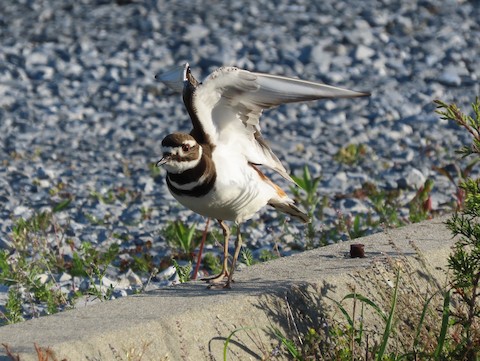 Killdeer - Ruth Bergstrom
